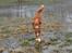 Nova scotia duck tolling retriever Take It Easy (Easy)