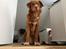 Nova scotia duck tolling retriever Take It Easy (Easy)