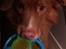 Nova scotia duck tolling retriever Take It Easy (Easy)