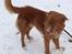 Nova scotia duck tolling retriever Take It Easy (Easy)