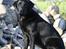 Labrador retriever Sansa (Black Pearls of Mainhatten Zanna Lee)