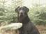 Labrador retriever Sansa (Black Pearls of Mainhatten Zanna Lee)