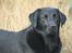 Labrador retriever Sansa (Black Pearls of Mainhatten Zanna Lee)