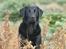 Labrador retriever Sansa (Black Pearls of Mainhatten Zanna Lee)