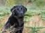 Labrador retriever Sansa (Black Pearls of Mainhatten Zanna Lee)