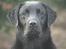 Labrador retriever Sansa (Black Pearls of Mainhatten Zanna Lee)