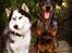 Beauceron Jesse