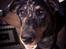 Beauceron Jesse