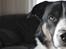 Blanding af racer Milo (Border Collie/Lab.) - VELKOMMEN TIL MILO'S PROFIL! :-)
