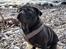 Mops Berta