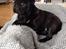 Mops Berta