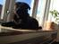 Mops Berta