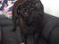 Mops Berta