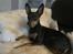 Dvaergpinscher Vappe