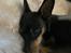 Dvaergpinscher Vappe