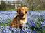 Nova scotia duck tolling retriever Mika "Himmelhund" 