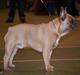 Fransk bulldog Platin Bullyz Hector