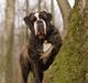 Olde victorian bulldogge Gøjsen
