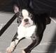 Boston terrier West Lund Diamonds R' Sweet AS Fanta aka Fanta