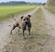 Staffordshire bull terrier Rogstaff's Zevs - Thorkil