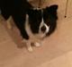 Border collie Orson 