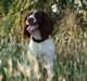 Engelsk springer spaniel Bess