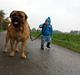 Bullmastiff Bacon