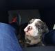 Olde english bulldogge Jeff