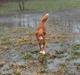 Nova scotia duck tolling retriever Take It Easy (Easy)