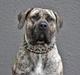 Dogo canario DKCH Aforija Fuerza Bull