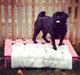 Mops Bimsen
