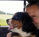 Berner sennenhund Balder