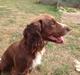 Field Trial Cockerspaniel Kennel leadways Brown suger 