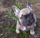Fransk bulldog Charlie