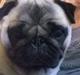 Mops Lykkedals Isabella