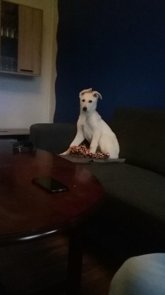 Hvid schæfer Simba - Simba - 12 uger.  billede 2