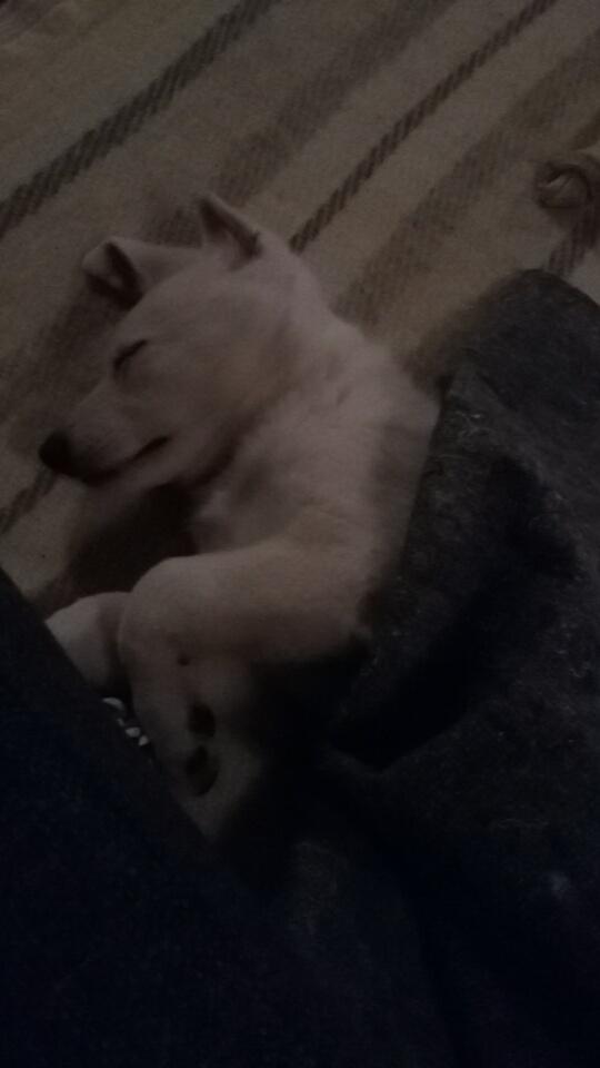 Hvid schæfer Simba - Simba - 10 uger. billede 3