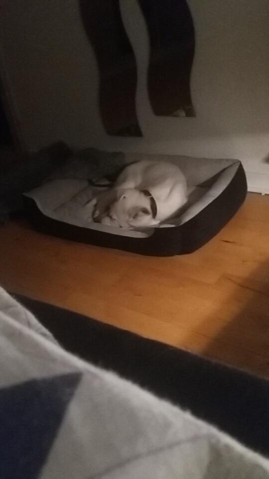 Hvid schæfer Simba - Simba - 11 uger. billede 4