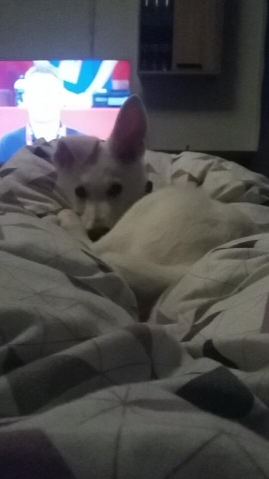 Hvid schæfer Simba - Simba - 12 uger . billede 5