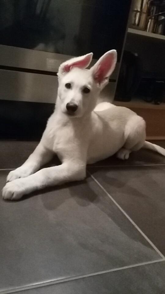 Hvid schæfer Simba - Simba - 13 uger. billede 6