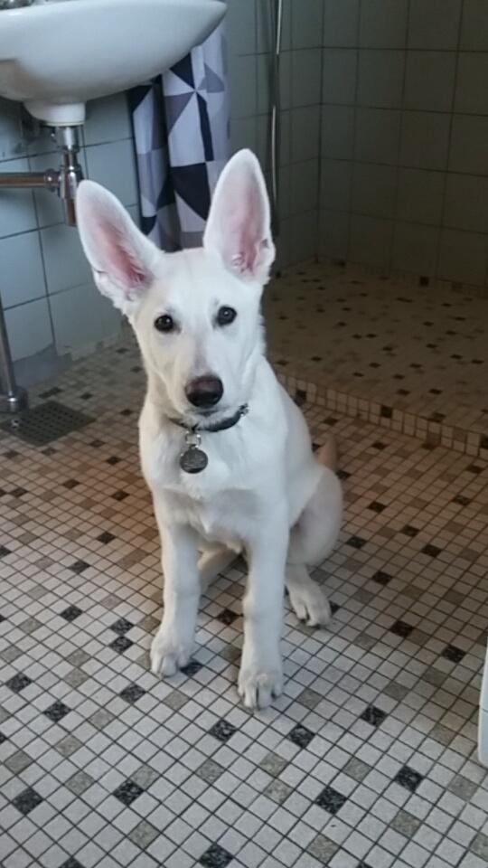 Hvid schæfer Simba - Simba - 14 uger. billede 7