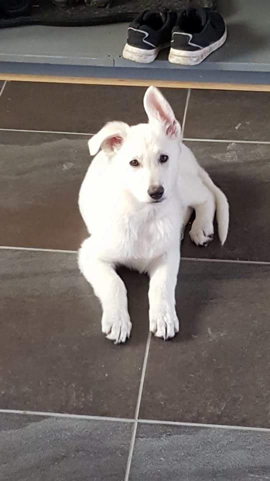 Hvid schæfer Simba - Simba - 9 uger.  billede 8
