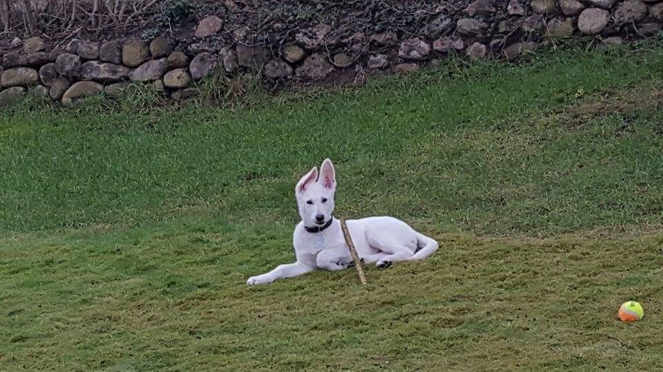 Hvid schæfer Simba - Simba - 11 uger. billede 9