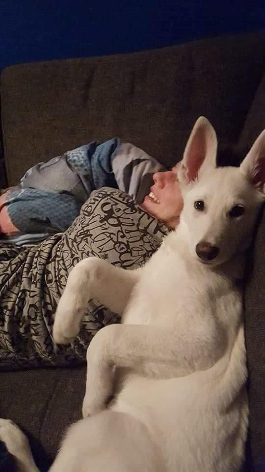 Hvid schæfer Simba - Simba - 13 uger. billede 10