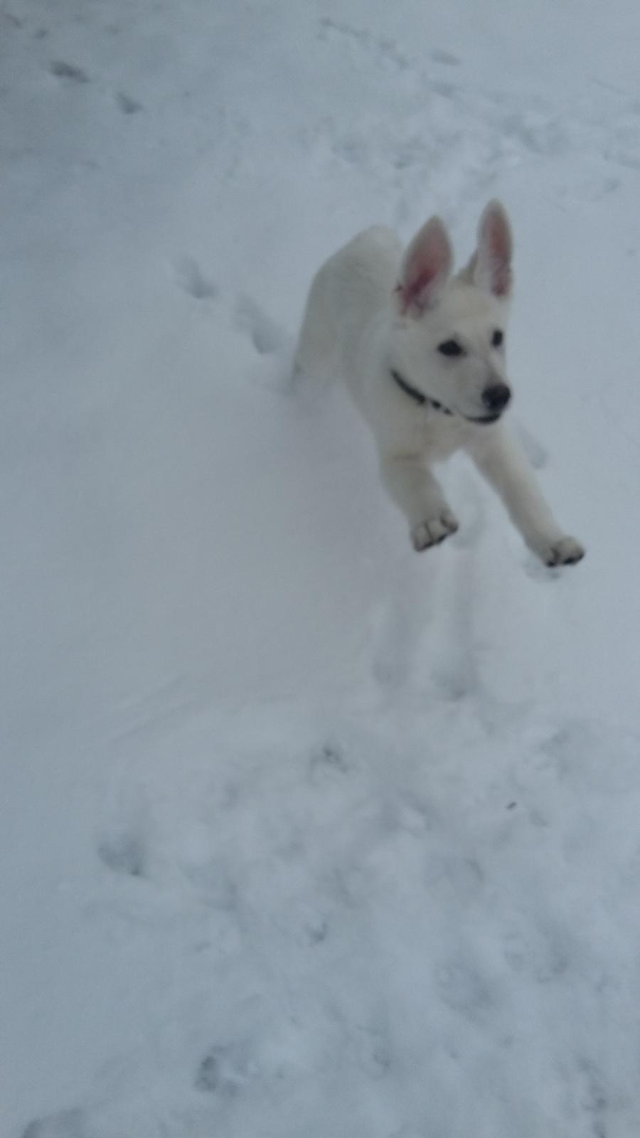 Hvid schæfer Simba - Simba - 10 uger. billede 11