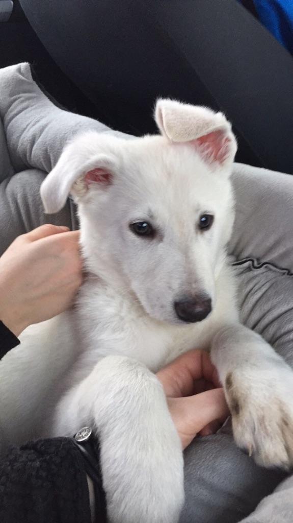 Hvid schæfer Simba - Simba - 9 uger billede 12