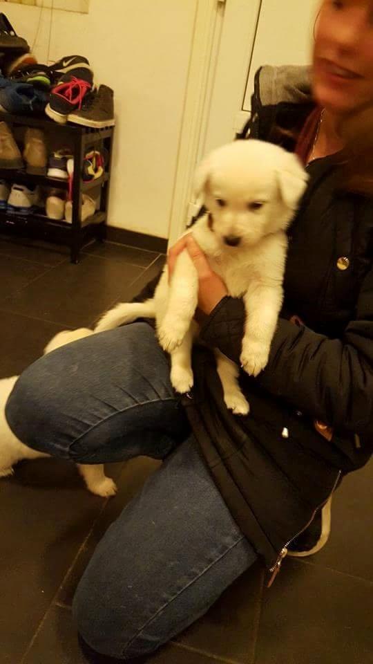 Hvid schæfer Simba - Simba - 5 uger. billede 13