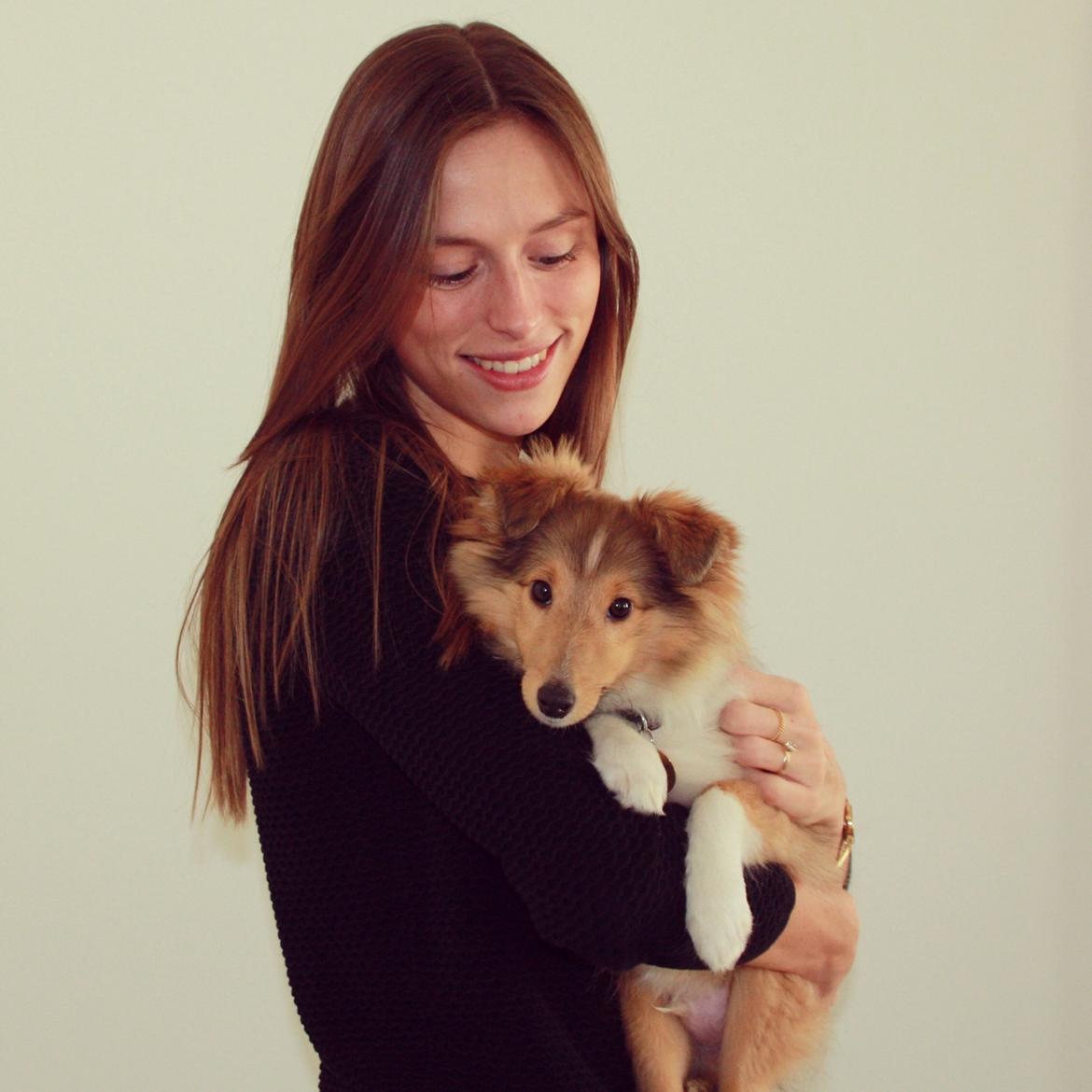 Shetland sheepdog Canto billede 16