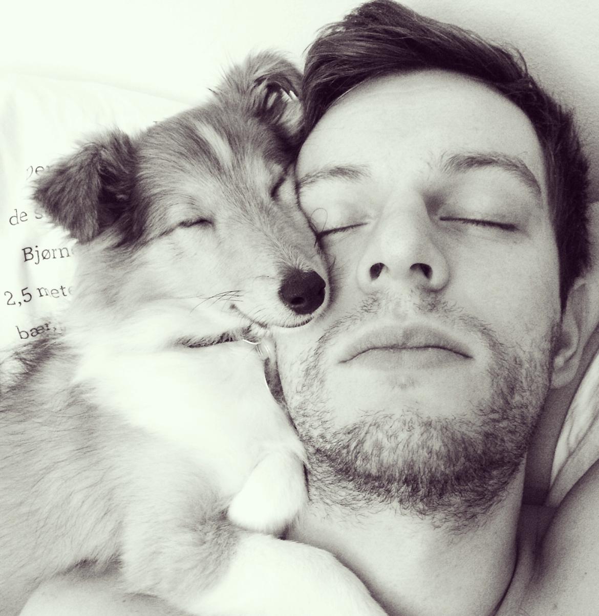 Shetland sheepdog Canto billede 10