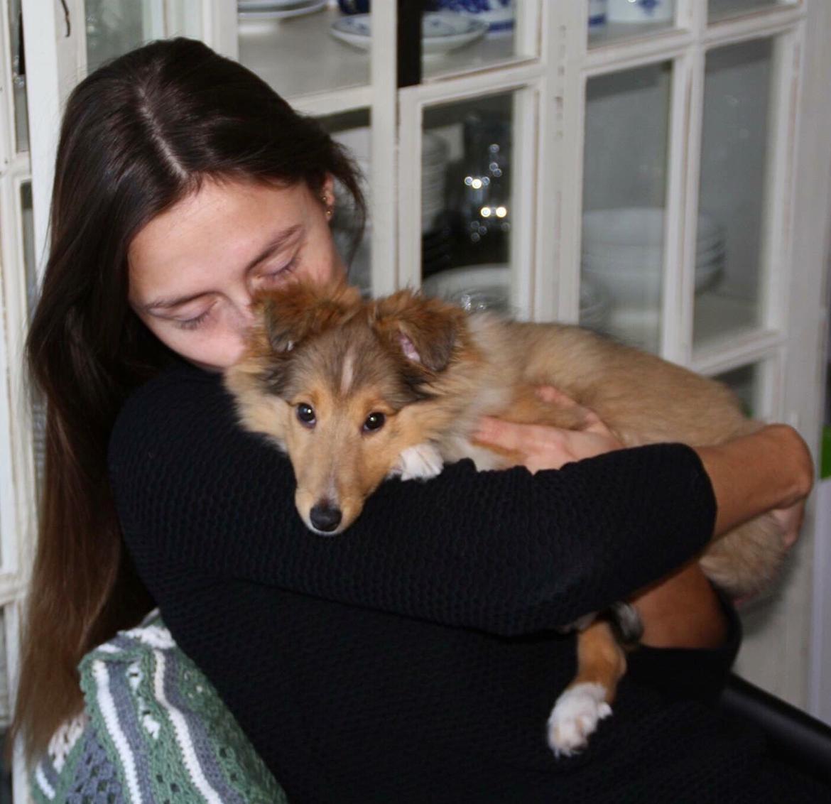 Shetland sheepdog Canto billede 17